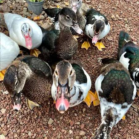 Invernaderito Kamp alanı *