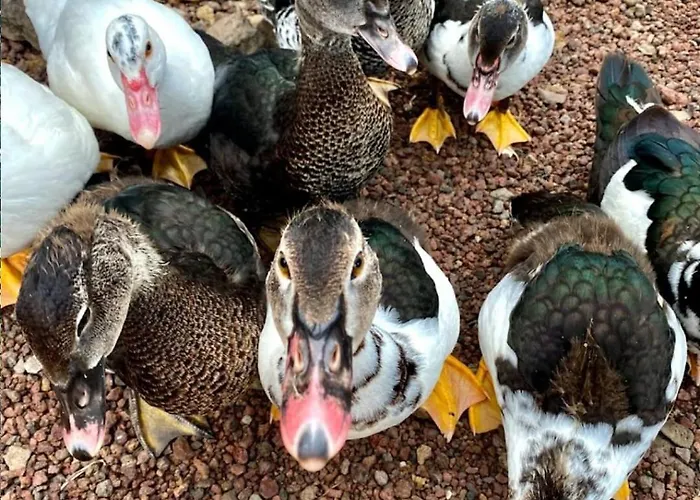 Invernaderito Campsite *